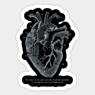 Parts of Heart' Cardiology Parts of the Heart Sticker